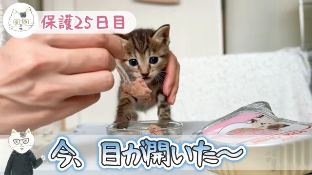 スプーン上のウェットフードの前の子猫