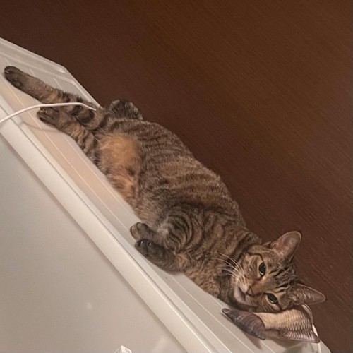 横たわる猫