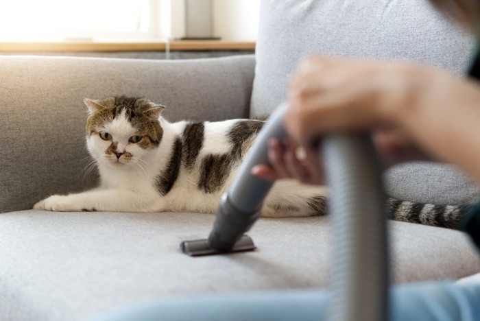 掃除機を見ている猫