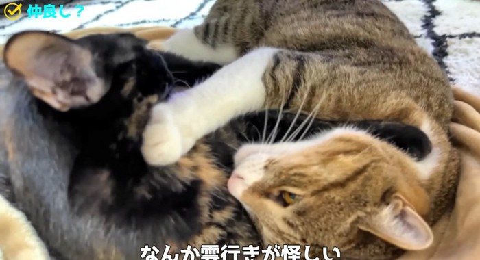 揉み合う猫