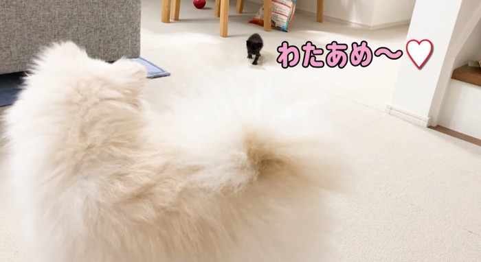 犬に向かってくる猫