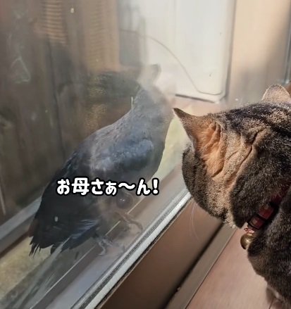 後ろを向いてカラスを見る猫（画像内：おかぁ～さん！）