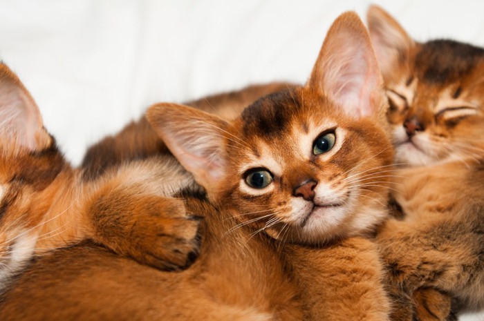 寄り添うアビシニアンの子猫たち