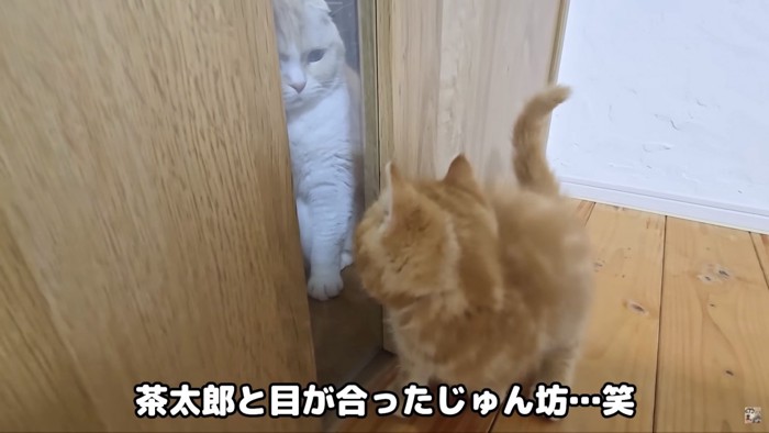 茶太郎を見てびっくりするじゅんちゃん