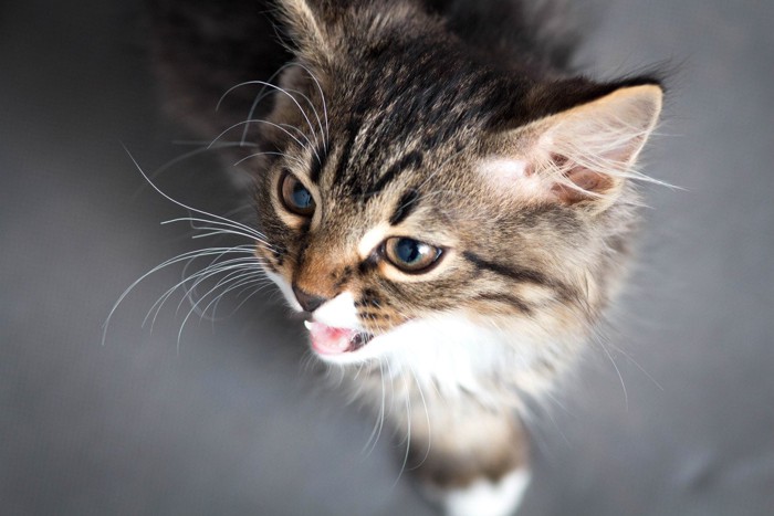 .訴えかけるように鳴く猫