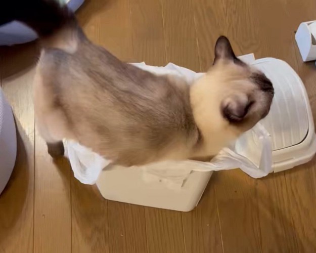 ゴミ箱に入る猫