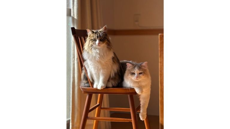 椅子に座る猫たち