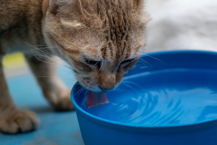 水を飲む猫