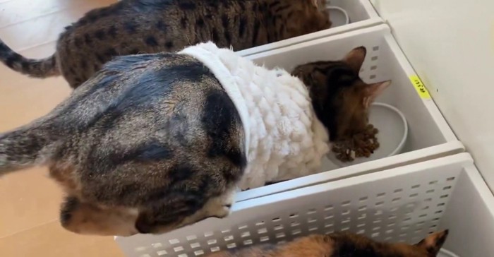 ごはんを食べる猫