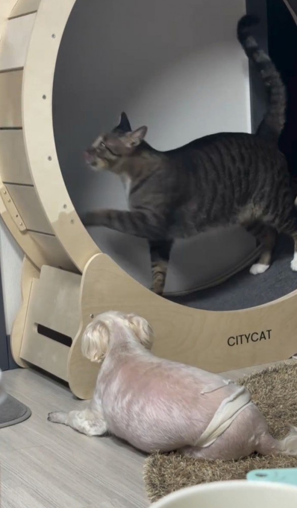 走る猫