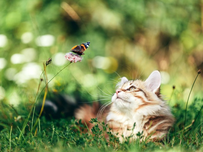 蝶を見つめる猫