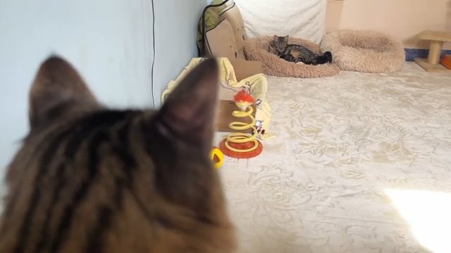 子猫を遠くから眺める猫