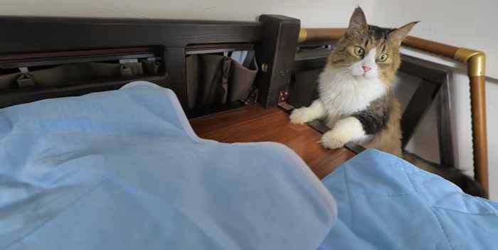 階段からひんやりグッズを見ている長毛猫