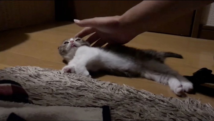 飼い主の手が近づいて来て目を覚ました子猫