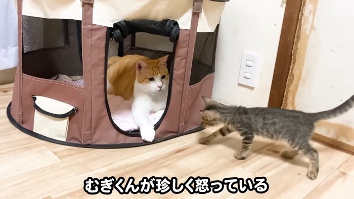 ソフトケージの中の猫に近づく子猫