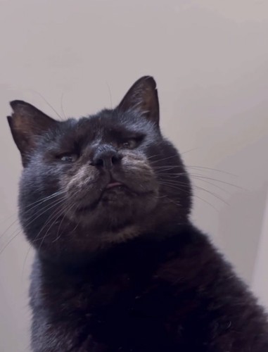 舌が出ている猫