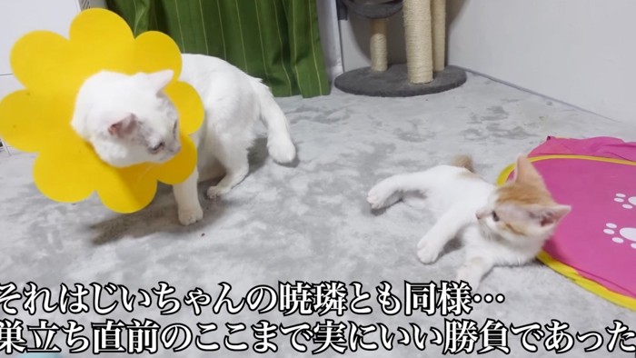 見つめ合う猫