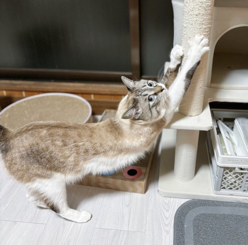 爪を研ぐ猫