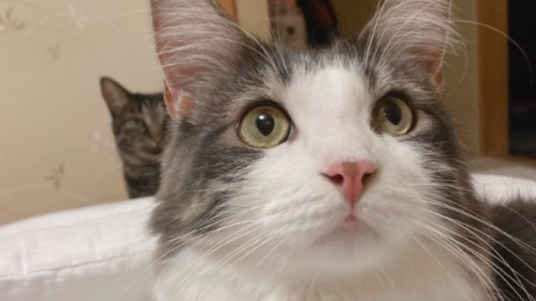 室内にいる猫