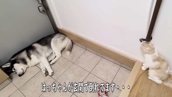 玄関で寝ている犬