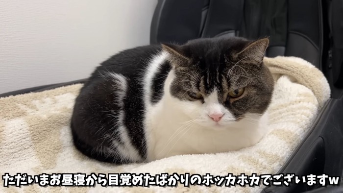 座っている猫