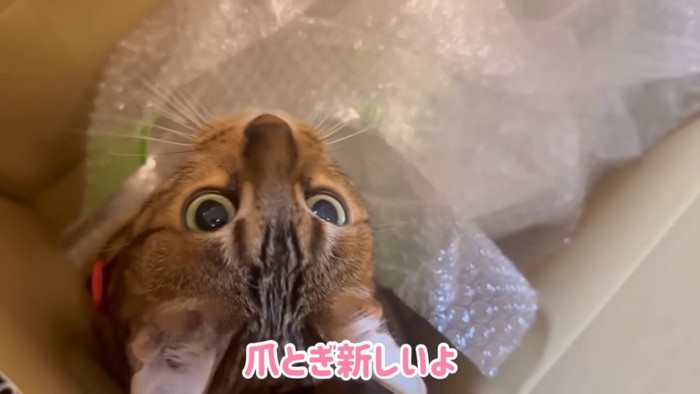 箱の中にいる猫