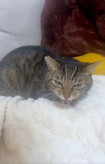 布団の上で鳴いている猫