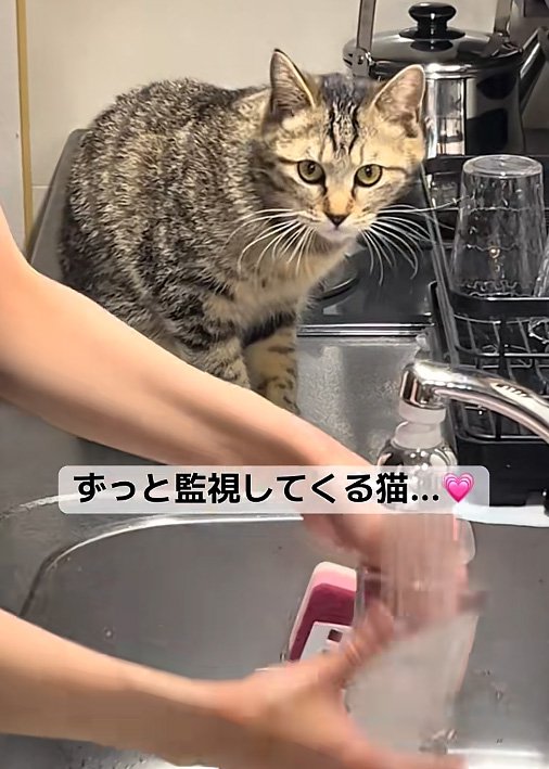 こちらを見る猫