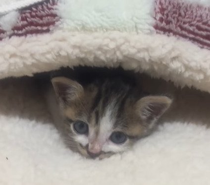 毛布にくるまる子猫1