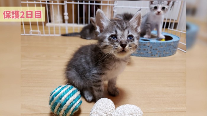 保護主の方を見上げる子猫