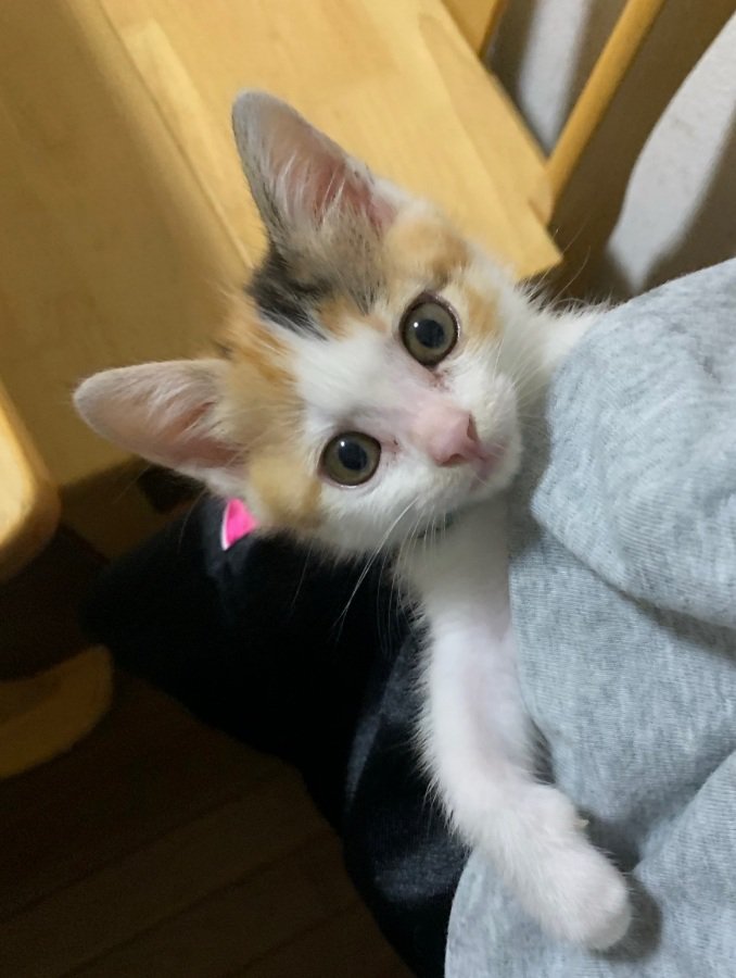 カメラ目線の子猫