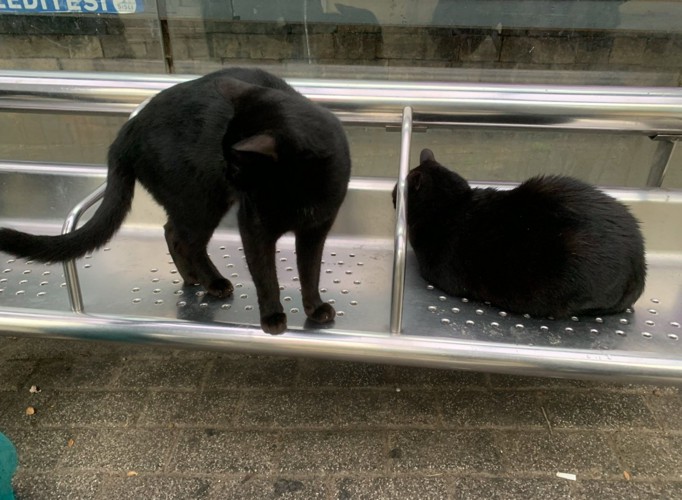 隣に並ぶ黒猫