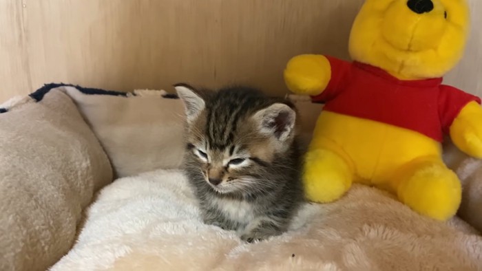 目を細める子猫