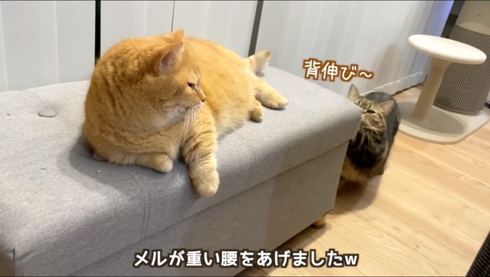 イスに手をついて伸びをするキジトラ猫