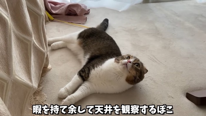 寝転んで上を見る猫