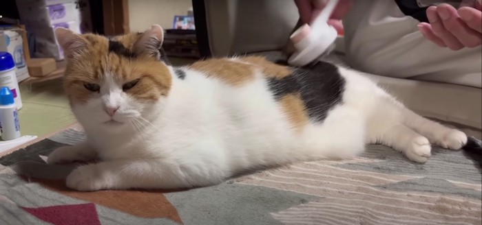 人にブラシをしてもらっている猫%%うっとり