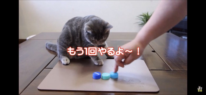 キャップが気になる猫