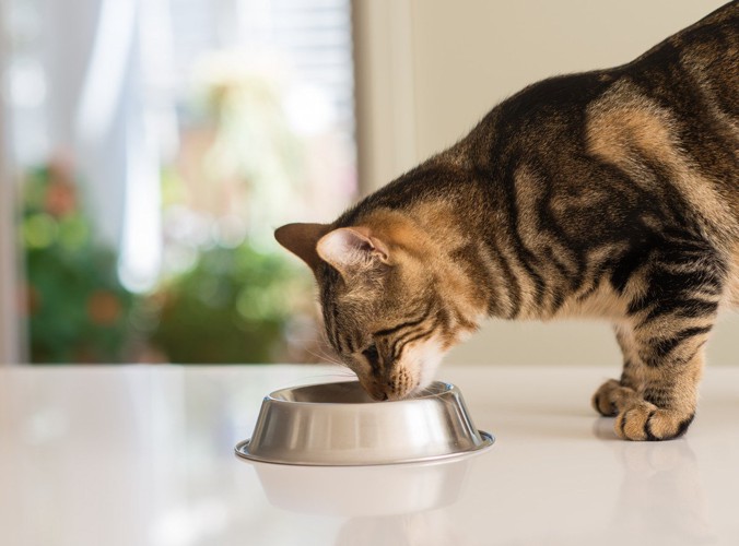 食器に顔を近づける猫