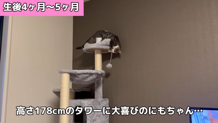 キャットタワーで遊ぶ子猫