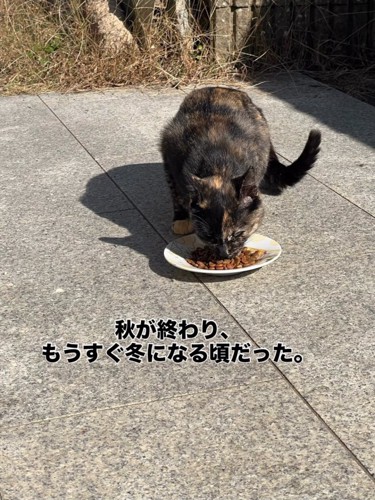 ごはんを食べる猫
