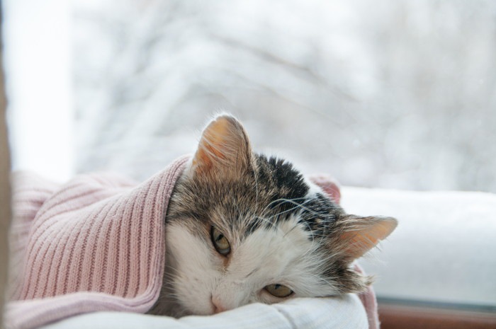 タオルをかぶって寝ている猫