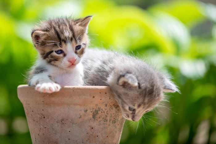 鉢植えに入る2匹の子猫