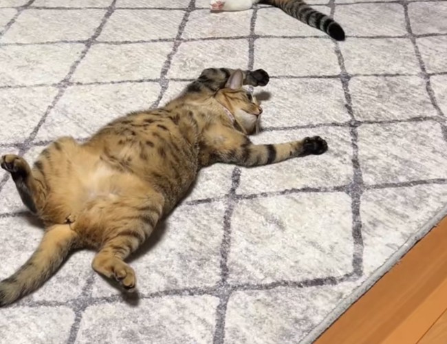 大の字で休憩する猫