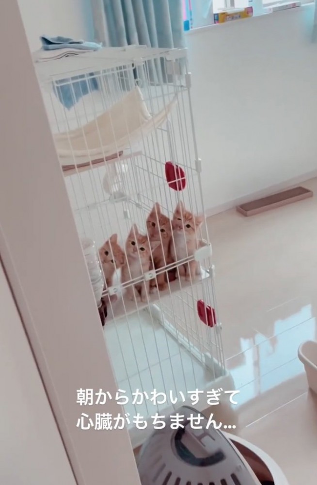 4匹の子猫