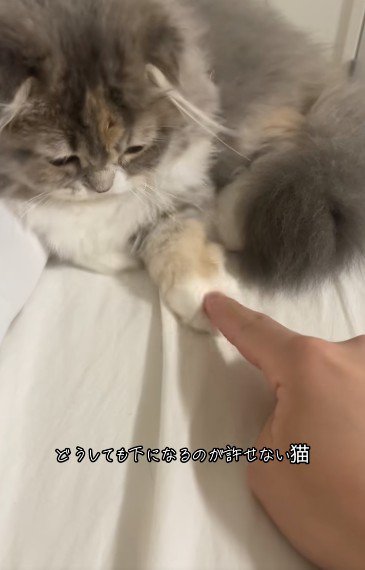 人の指を触っている猫