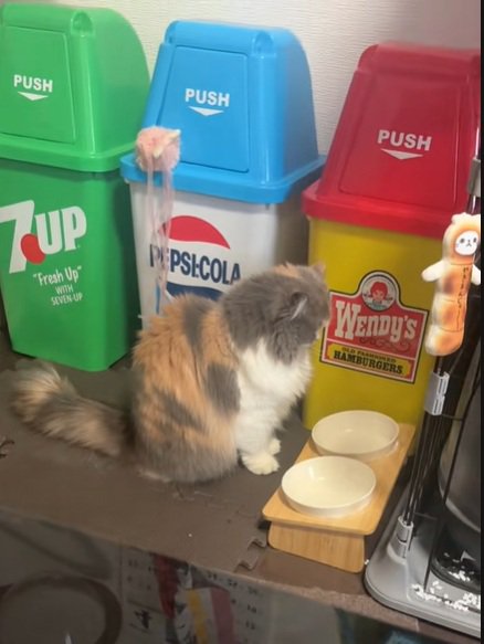 座ってるねこ