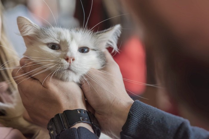 猫を撫でる手