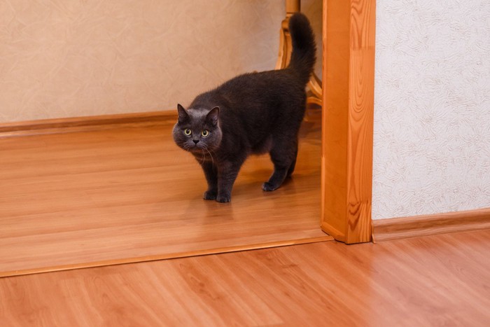 太いしっぽを上げてこちらを見る猫