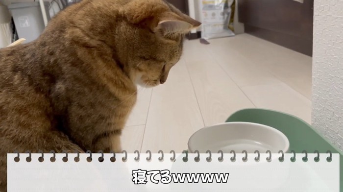 水飲みの前にいる猫