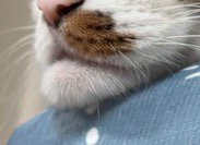 ペット用ベッドに乗せたアゴがしゃくれている猫